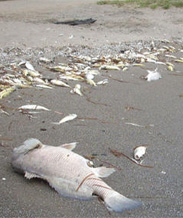 Dead Fish on shore